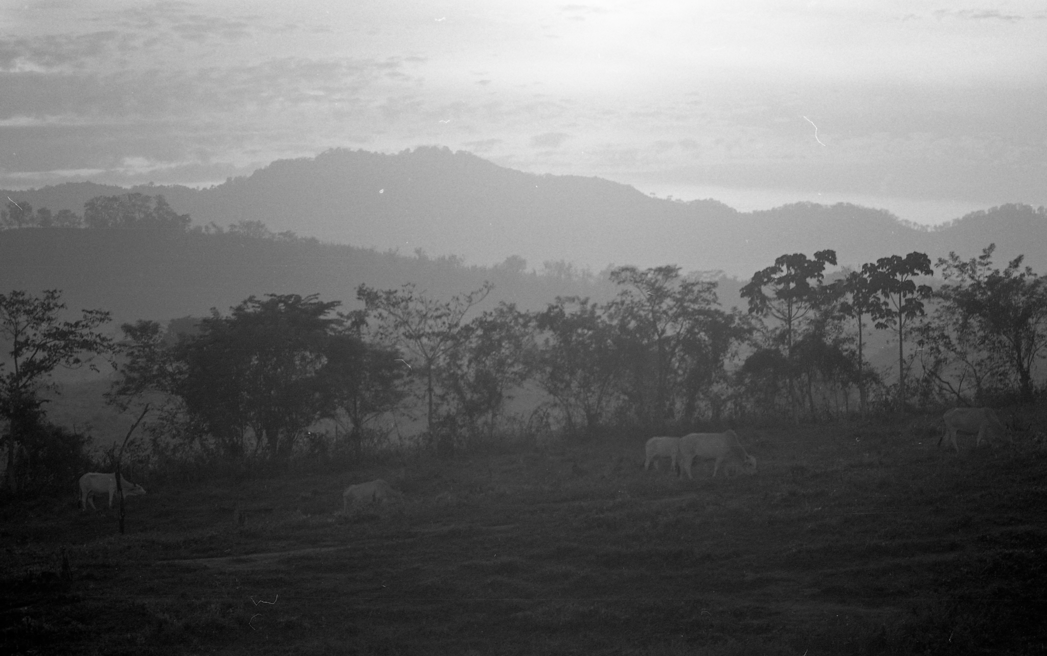 landscape of cows running freely in black and white
