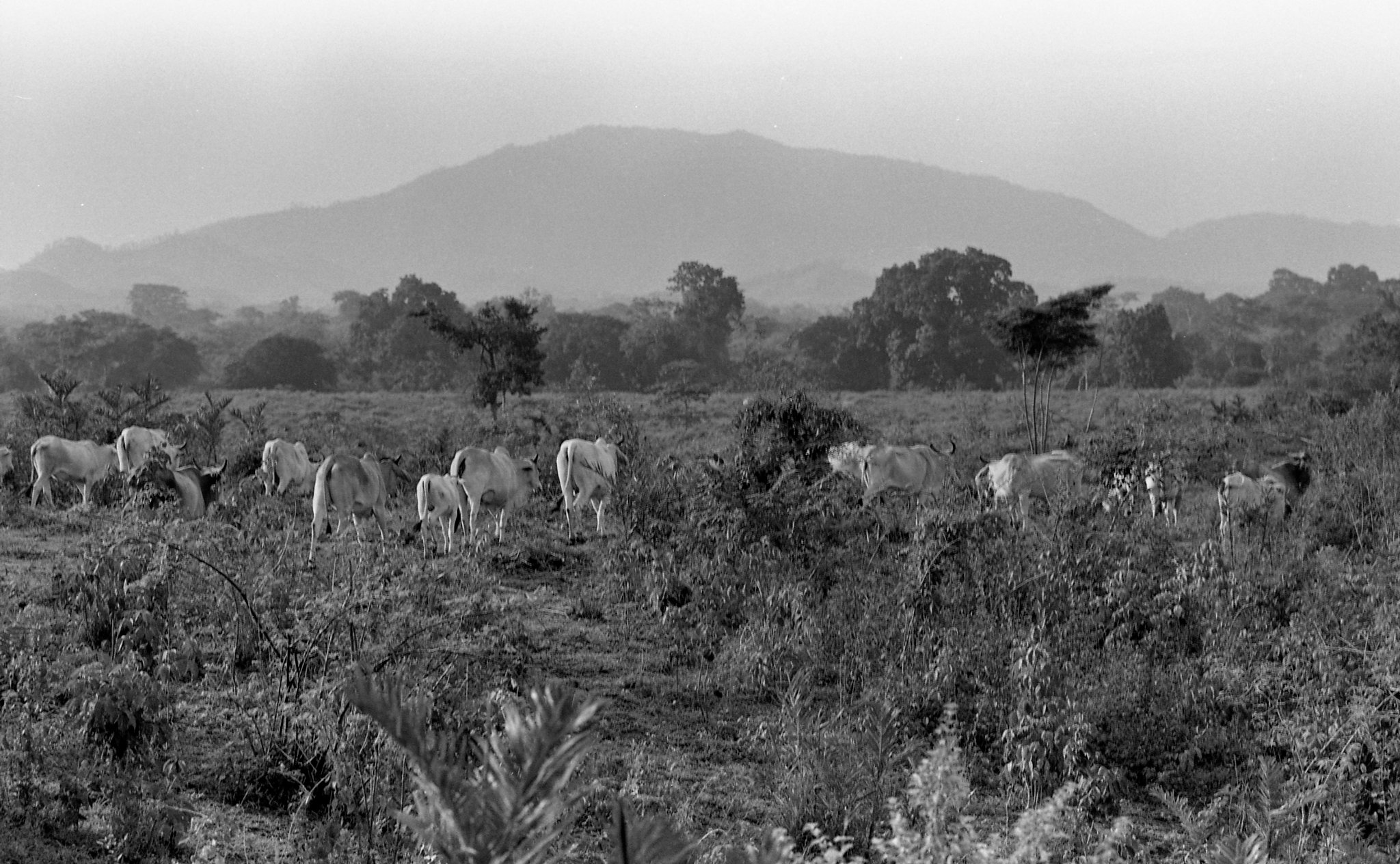 Landscape with cows in black and white