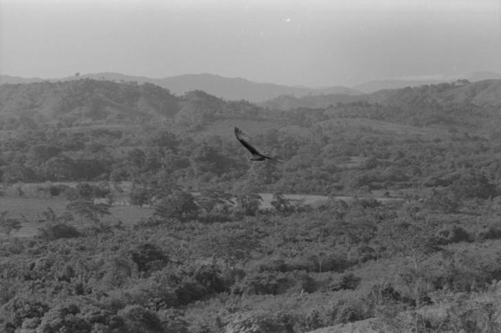 Bird flying over landscape