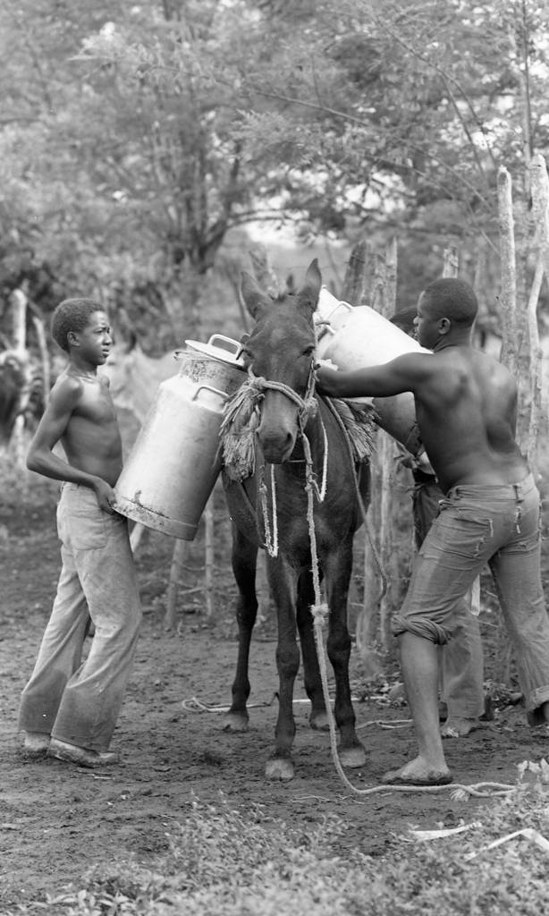 A man and two boys loading milk on a mule