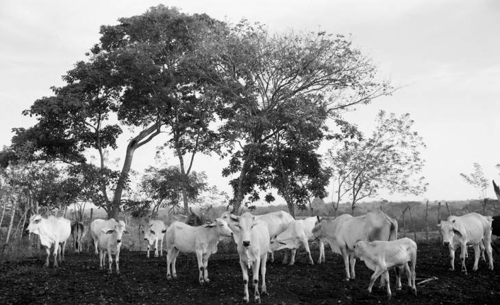 Cattle standing next to trees