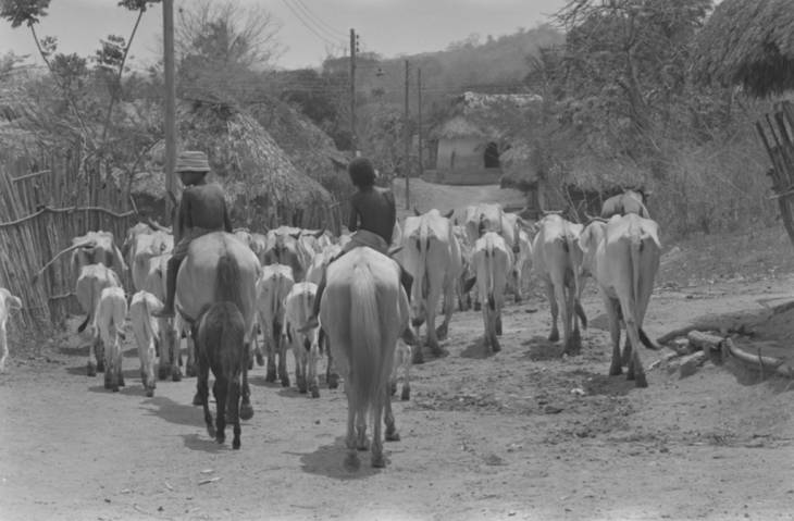 Boys herding cattle through the village