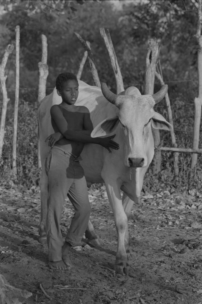 Boy standing next to a cow