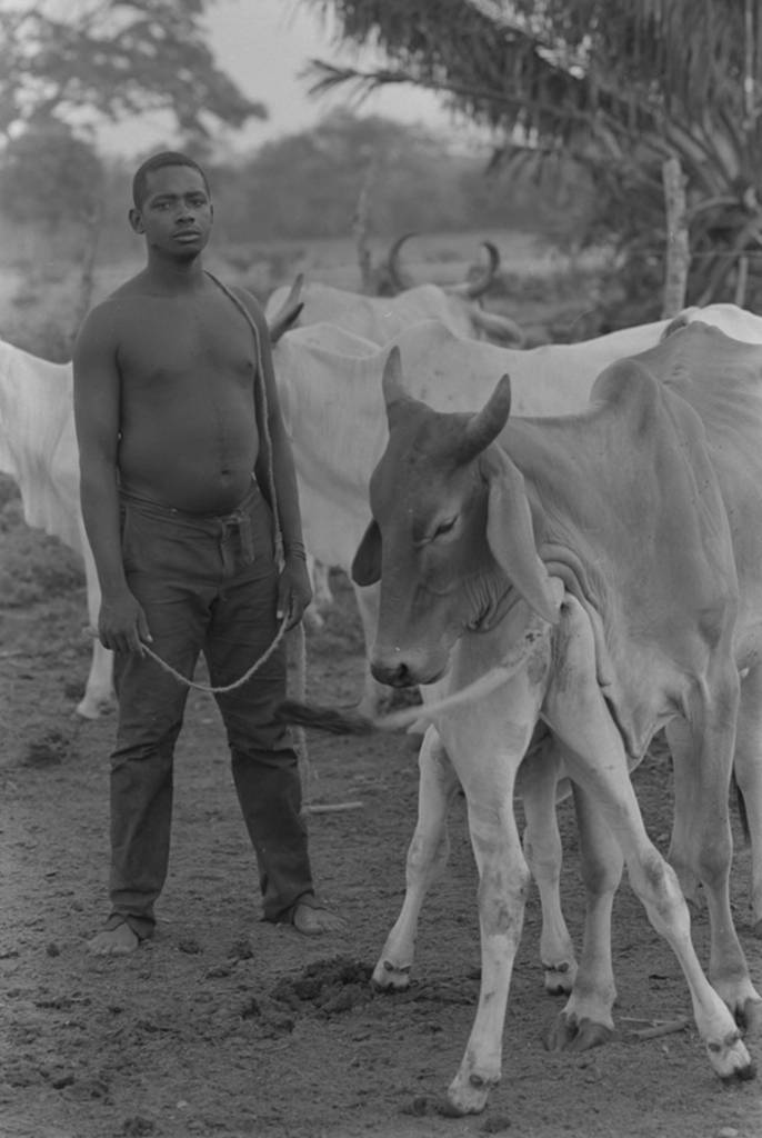Man standing next to cattle herd