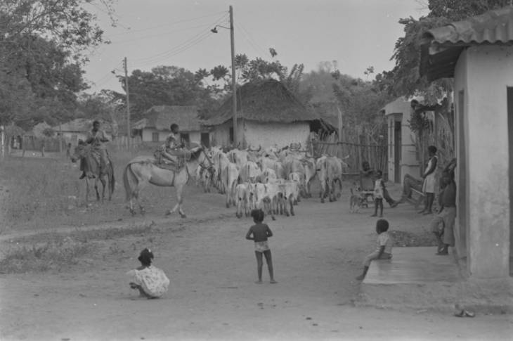 Cattle herd passing through town