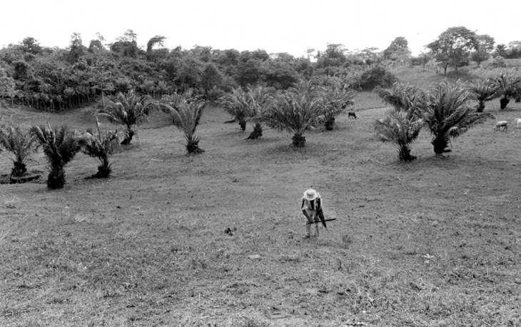 Man walking in a palm tree field